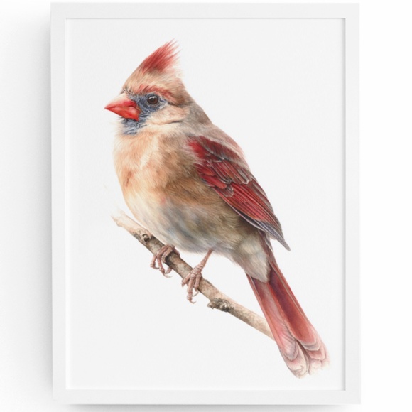 Watercolor Female Cardinal Bird Wall Art Print Unframed - Picture 1 of 7